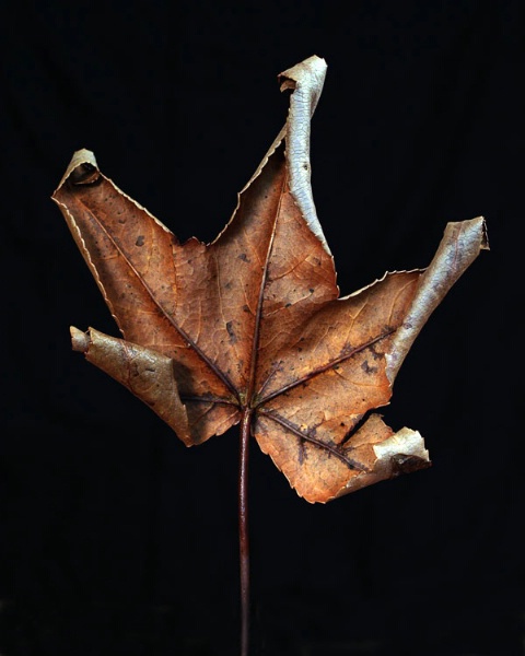 Sweetgum Leaf, Winter