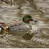 2Green Winged Teal - Male - ID: 3318673 © John Tubbs