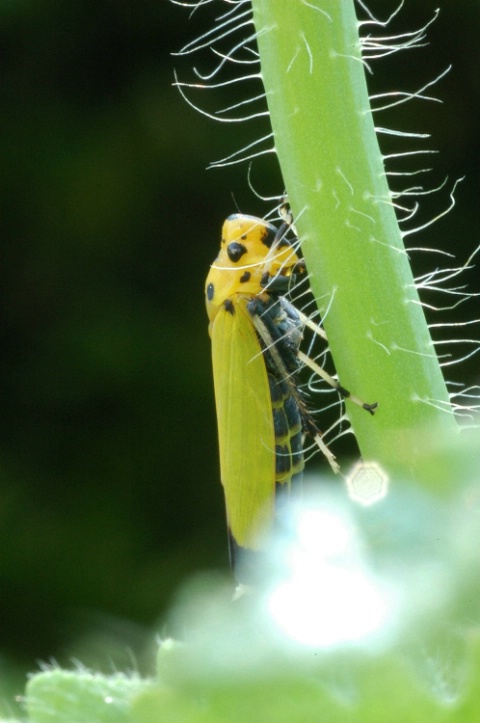 Yellow Bug