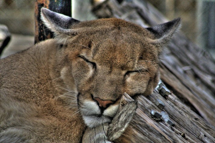 Resting Cougar
