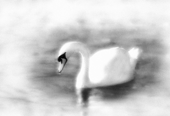 Swan Dream