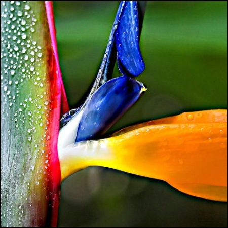 Bird of Paradise