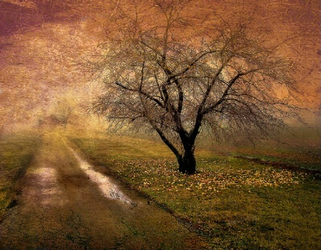 Apple Tree