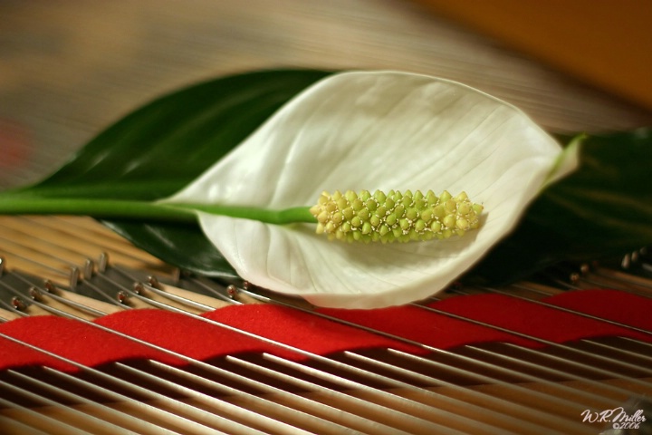 Lily On The Piano Strings