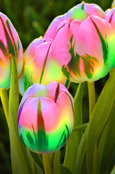 Japanese Lantern Tulips