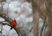 Redbird in Winter