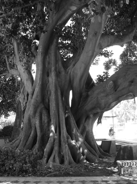 Rubber Tree; Cadiz, Spain