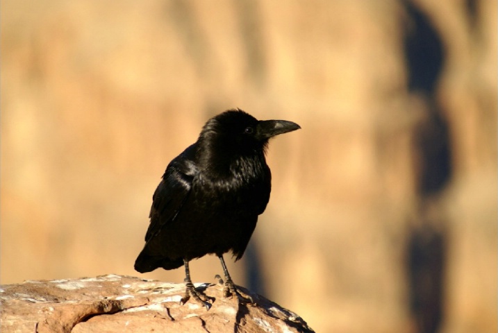Blackbird at Grand Canyon
