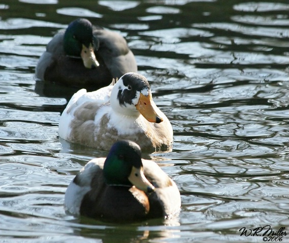 Follow The Leader, Duck Style