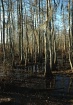 Wetlands