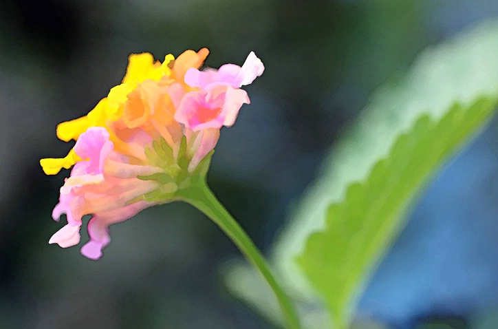 Lantana Watercolor