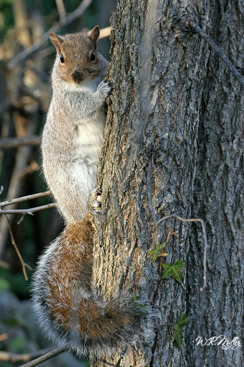 Dirty Nosed Squirrel