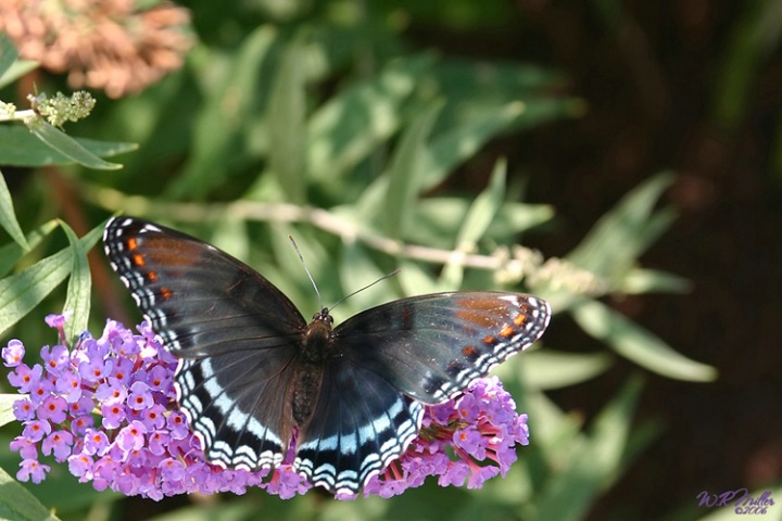 Red-Spotted Purple Butterfly On Butterfly Bus