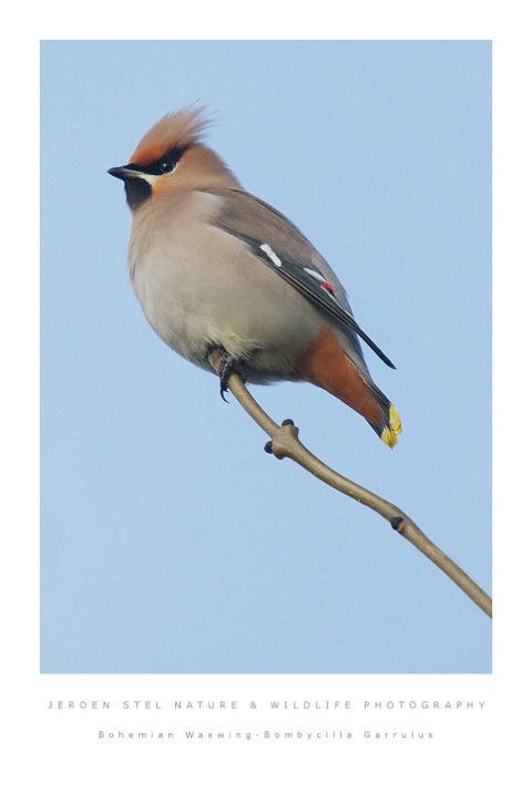 Bohemian Waxwing