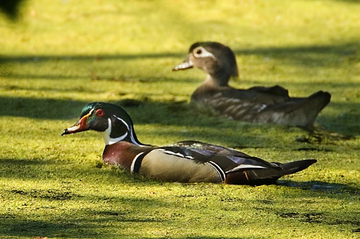 Wood Ducks in Duckweed - ID: 3331589 © John Tubbs