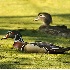 2Wood Ducks in Duckweed - ID: 3331589 © John Tubbs