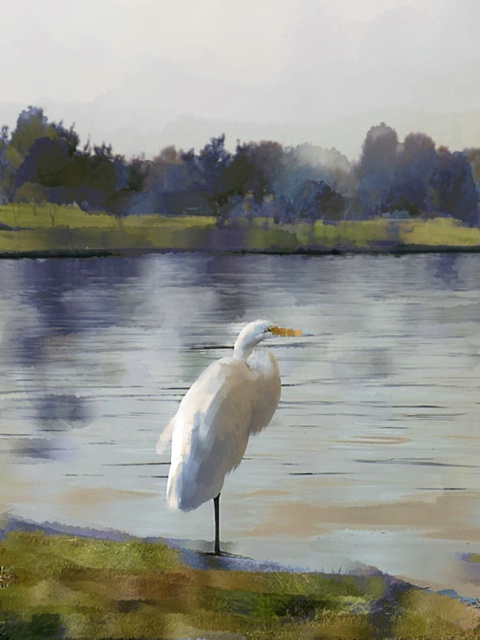 Painted Egret at Lake Balboa