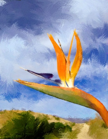 Painted Bird of Paradise