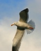 Heavenly Gull