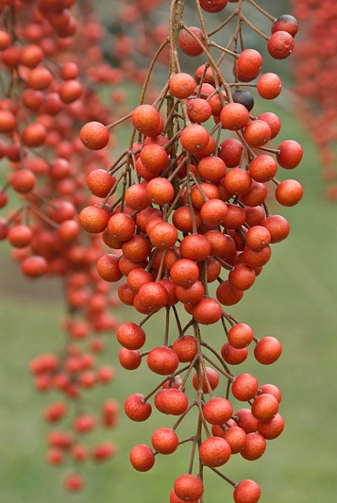 Berries from Iigiri Tree