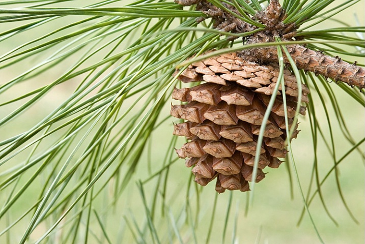 Cone from Pitch Pine Tree