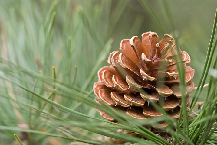 Cone from Pitch Pine Tree