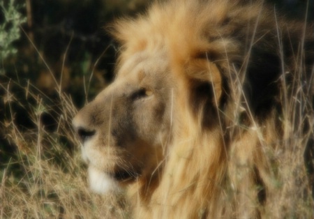 lion Botswana