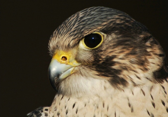 Hybrid Hawk - Gyr Falcon and Peregrine Falcon