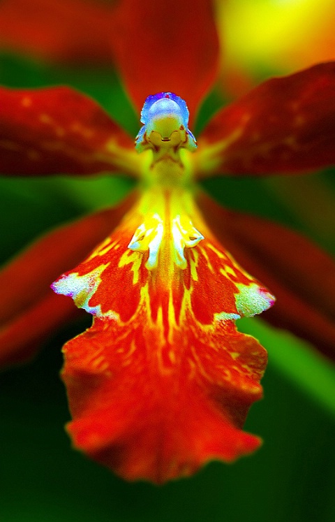 Ballerina orchid