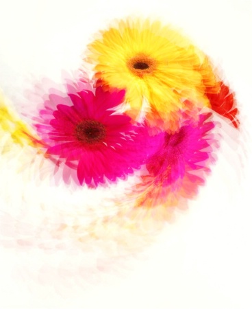 Gerbera Swirl