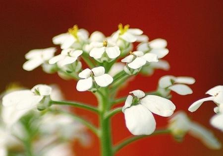 Tiny White Flowers