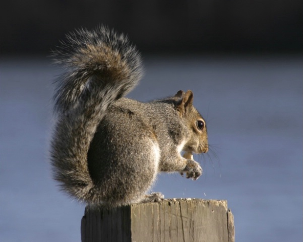Squirrel on Post