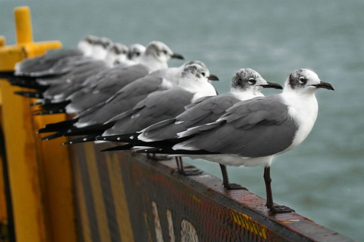 Gull Meeting