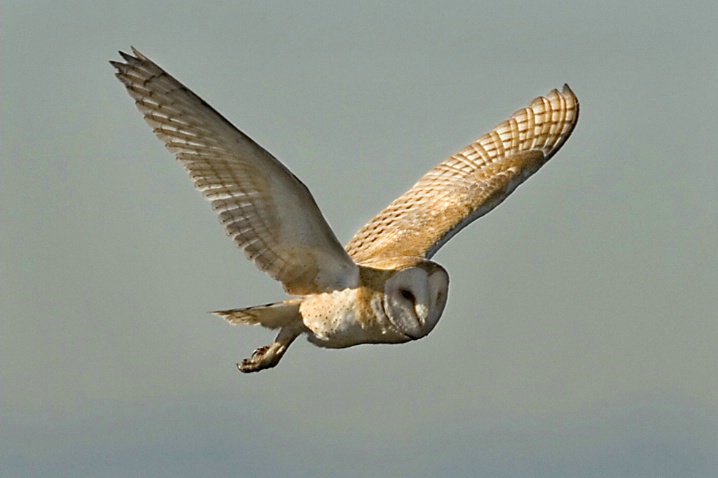 Barn Owl - ID: 3341235 © John Tubbs
