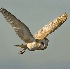 2Barn Owl - ID: 3341235 © John Tubbs