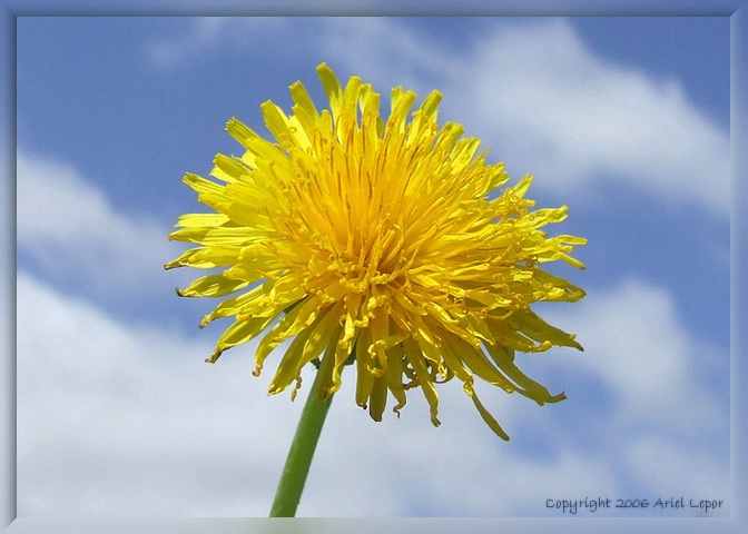 Dandelion