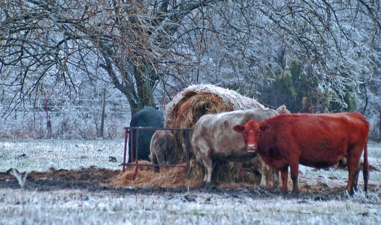 Red Cow in Ice