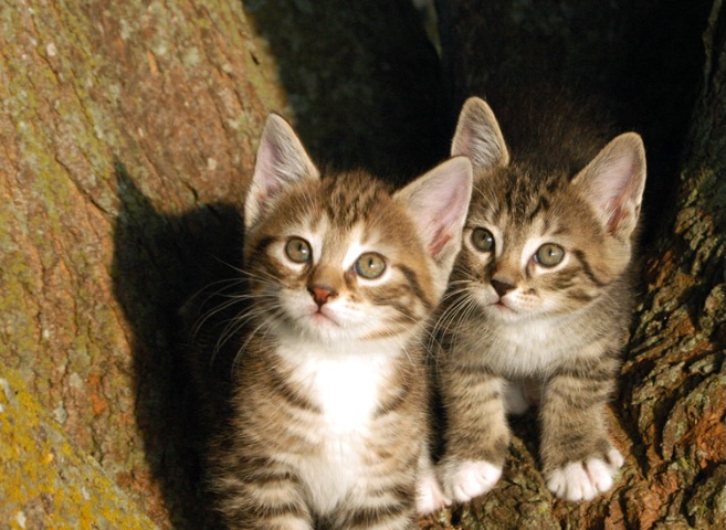 Kittens in a Tree