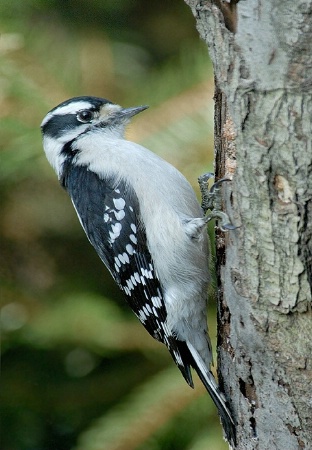 Woodpecker