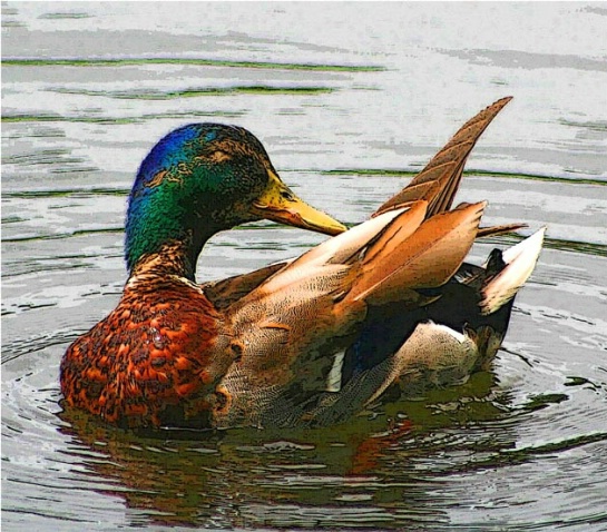 Mill Pond Duck