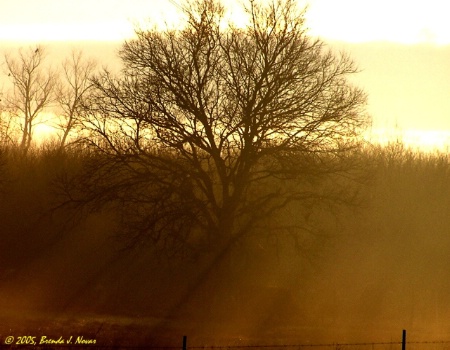 Early Morning Fog