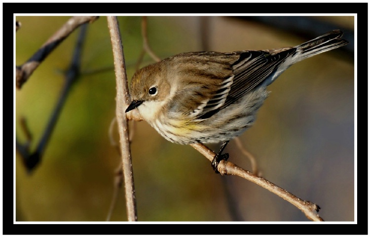 Yellow-rumped Warbler