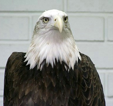 Eagle in Singapore Bird Park