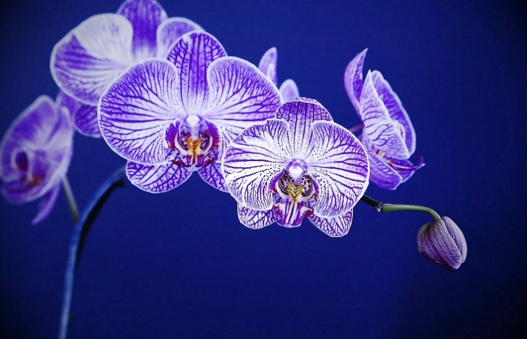 Orchid Smiles