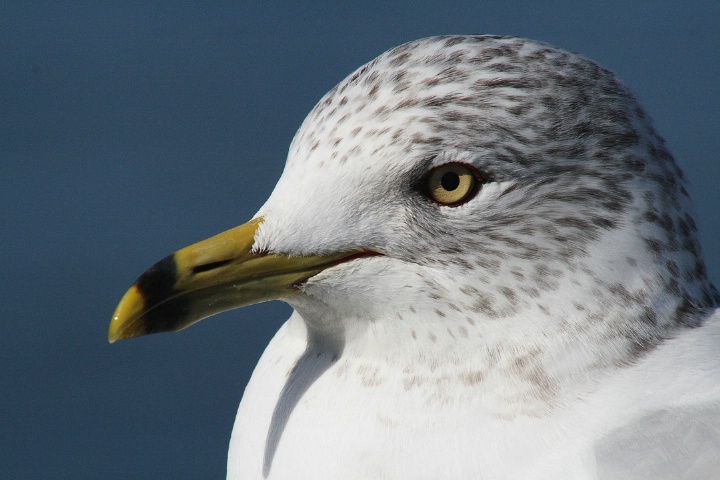 Portrait of a Seagull