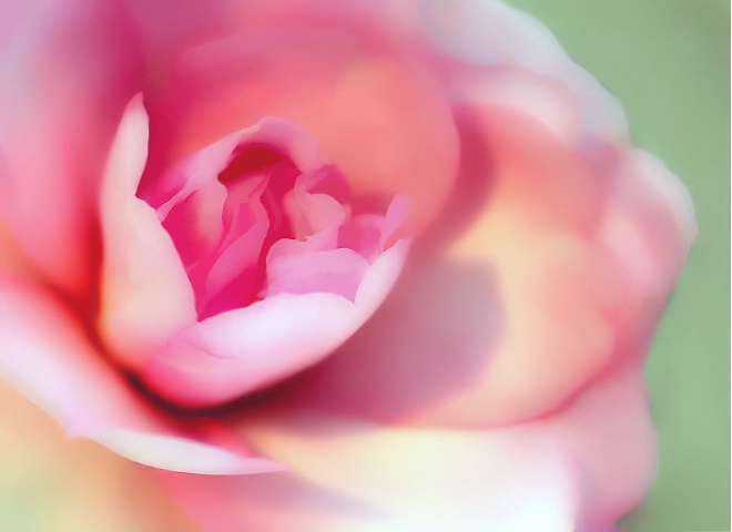 Essence of a Rose #2