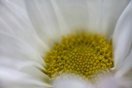 white flower