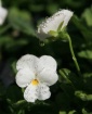 Delicate Drops