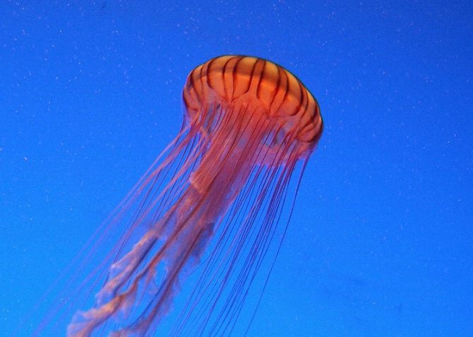 Jellyfish parasol