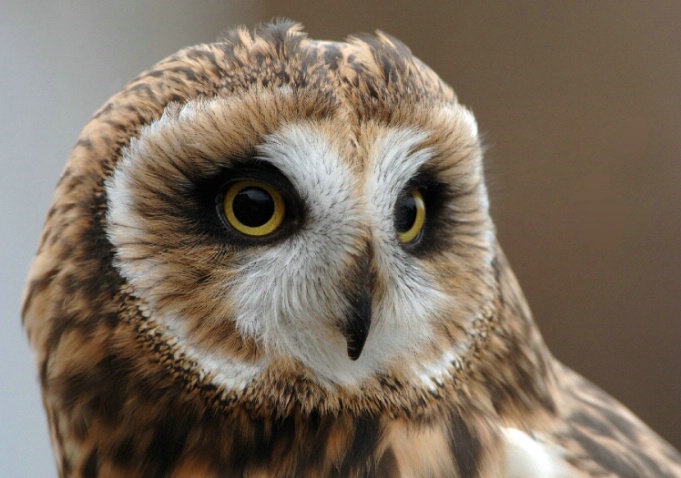 Short EaredOwl